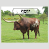 by Torah Umesorah Teacher Center